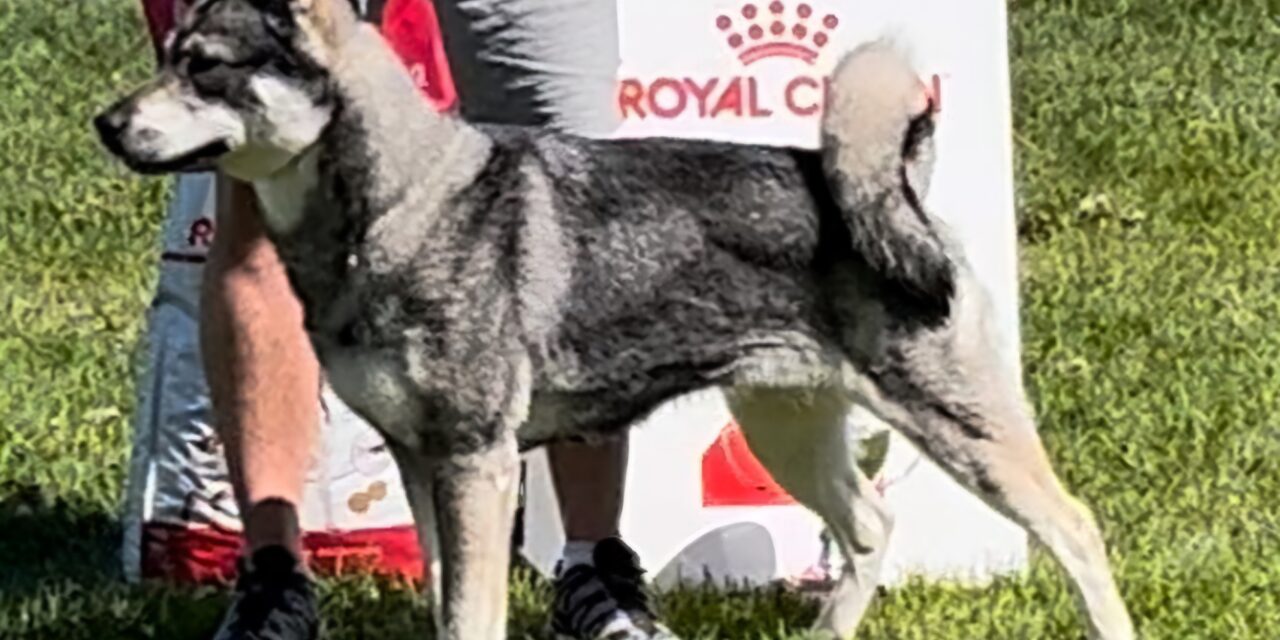 Valpar väntas på Lövfjällets Kennel